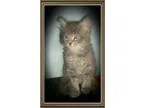 Adopt Hansel a Gray Blue or Silver Tabby Domestic Mediumhair (me