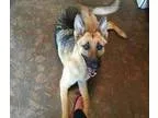 Adopt Gino a German Shepherd Dog