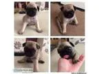 Beautiful Pedigree Pug Puppies For Sale