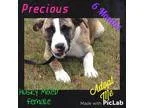 Adopt Precious a Brindle - with White Husky  Shepherd (Unknown T