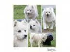 Adopt Hayden a Eskimo Dog