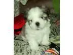 Spoiled home raised CKC shihtzu puppies