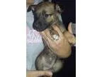 Adopt Natchez a TanYellowFawn - with Black Sheltie Shetland Shee
