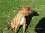 Adopt A073460 a Boxer