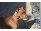 Adopt Happy a BrownChocolate Pit Bull Terrier  Mixed dog in Meri