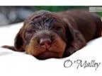 Caramel Mini Multi Generation Male Labradoodle
