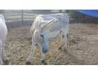 Adopt Blondie a Cremello DonkeyMuleBurroHi nny horse in Farmersv