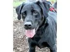 Adopt Gus a Black Labrador Retriever  Mixed dog in Hayden ID (15