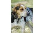 Adopt sutton a Coonhound  Mixed dog in Johnson City TN (15290842