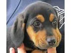 Adopt Quenton a Black - with Brown Red Golden Orange or Chestnut