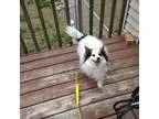 Adopt Sadee a Papillon