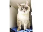 Adopt Grace a Gray or Blue Siamese  Mixed cat in Atlanta GA (153