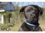 Adopt Maxwell a BrownChocolate Pit Bull Terrier  Mixed dog in Me