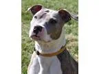 Adopt Addy a Pit Bull Terrier