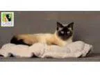 Adopt Lacey a Siamese Mixed cat in Salt Lake City UT ()