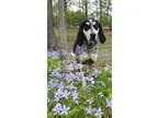 Adopt Bloom a Bluetick Coonhound  Mixed dog in Barrington RI (15