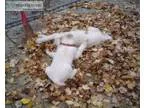 Do You Need Your Leaves Remove