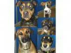 Adopt Pets of the week a Rottweiler