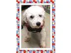 Adopt AdoptedOwen - NY a Bichon Frise
