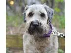Adopt Finnegan a Wheaten Terrier