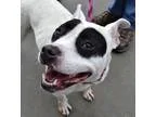 Adopt Dolce a White - with Black Pit Bull Terrier  Mixed dog in 