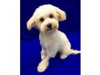 Adopt Blake Puppy a White - with Tan Yellow or Fawn Cockapoo  Mi