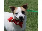 Adopt A1258721 Is in Danger at Coachella a Mastiff Pit Bull Terr