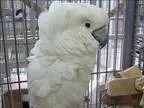 Adopt Dozer a Cockatoo bird in Denver CO (14695826)