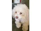 Adopt  PIPER  a White Poodle (Toy or Tea Cup)  Mixed dog in Inla