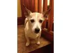Adopt YoYo a Jack Russell Terrier