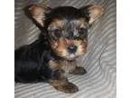 Active Teacup Yorkie Puppies Now Ready To Go