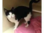 Adopt Farrah a Domestic Short Hair