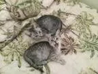 Adopt Pools Beach kitties a British Shorthair Mixed cat in Rin