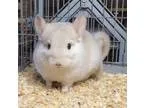 Adopt 4.5 month old goldbar male chinchilla kit (Baby) a Chinchi