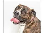 Adopt August a Boxer  Mixed dog in San Luis Obispo CA (15371113)