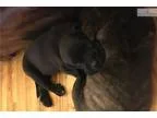 Adopt Indy a Standardbred