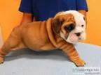 Pnfsd quality english bull dog puppies
