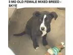 Adopt Skye a Black - with White Labrador Retriever  Mixed dog in