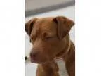 Adopt Fiona-Adopted a Pit Bull Terrier