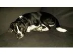 Adopt Dexter- Courtesy Listing a Black - with White Pug  Beagle 
