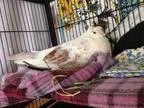 Adopt Freddy wCathy a Pigeon