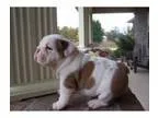Enchanting MF English Bulldog pups.