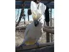 Adopt Tico a Cockatoo bird in Denver CO (14695977)