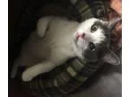 Adopt STANLEY -- COURTESY POST a Domestic Shorthair  Mixed (shor