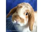 Adopt Flopsy a Mini Lop  Mixed rabbit in Livermore CA (15355564)