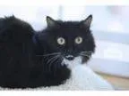 Adopt Zaida (nursing mom) a Domestic Medium Hair-black and white
