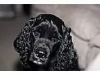 Adopt CHARLIE -- 3 a Black - with White Cocker Spaniel  Mixed do