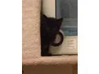 Adopt Jonesy - Pending Medical a Domestic Short Hair