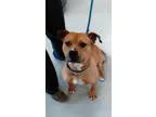 Adopt Watson a Pit Bull Terrier