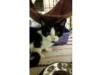 Adopt Baby Wyatt a Domestic Short Hair-black and white